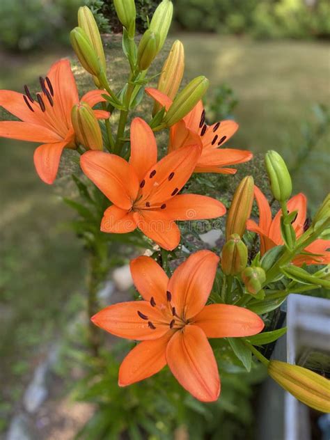 Informationen Zum Blühen Von Orange Asiatischen Lilien